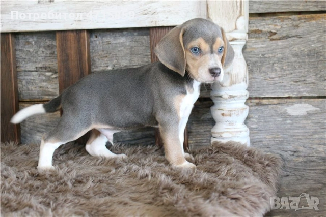 Игриви мъжки и женски кученца бийгъл