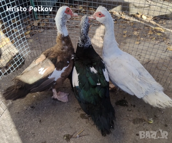 Продавам Неми Патици 