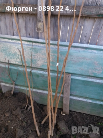  Райска ябълка Налични 4 сорта, снимка 8 - Разсади - 47807213