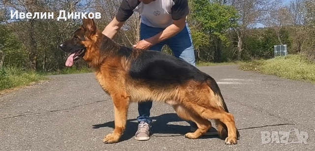Немска овчарка с родословие от развъдник Бургас , снимка 6 - Немска овчарка - 52044330