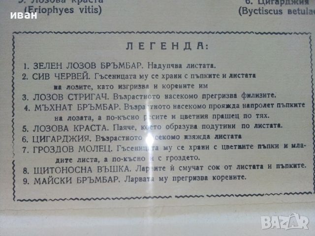 "Вредители по лозите" - ДСП "Учтехпром" - София, снимка 6 - Антикварни и старинни предмети - 46590855