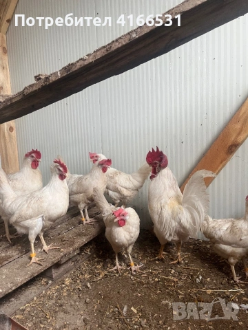 Яйца бял легхорн, снимка 2 - Кокошки и пуйки - 54163091