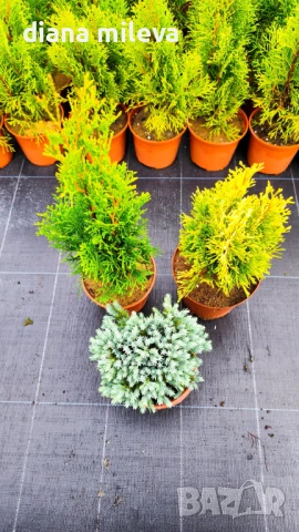 Промо пакет от 3бр студоустойчиви иглолистни и вечнозелени растения!