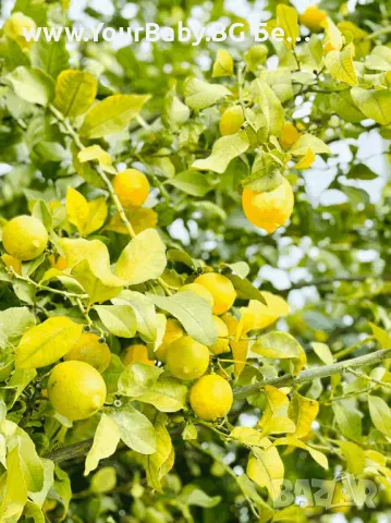 Oilo БИО Етерично Масло от Сладък Лимон - Sweet Lemon Oilo 5 мл., снимка 3 - Други - 49721758