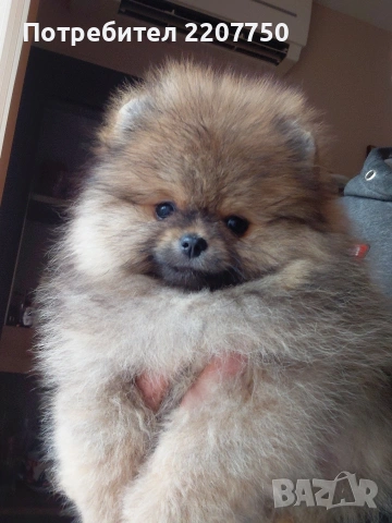 продавам померан , снимка 2 - Померан - 53388816