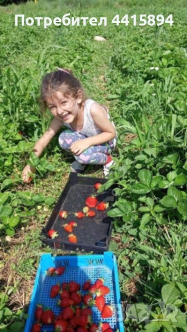 Разсад малини и ягоди , снимка 4 - Сортови семена и луковици - 54142437