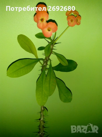 Красула-дървото на живота 60см.+голяма бяла керамична саксия с подложка,сенсевиера,антуриум и др., снимка 11 - Стайни растения - 45435563