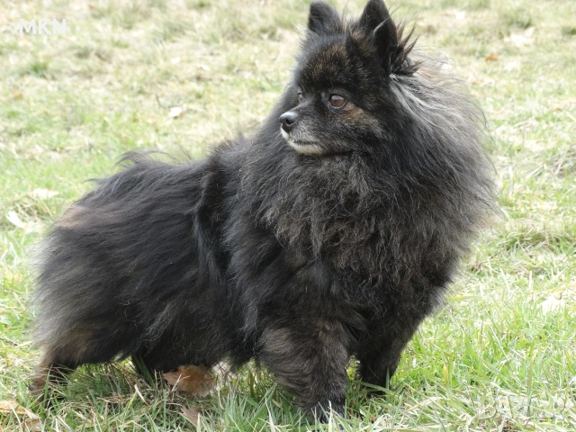 Малък шпиц и померан, снимка 3 - Померан - 53665717