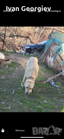 Kankalka, снимка 5 - Кангал - 53637437