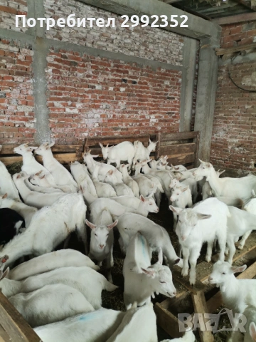 Saanski jenski i majki qrenca za damazlak, снимка 16 - Кози - 53540945