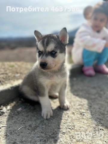 Сибирско Хъски, снимка 5 - Хъски - 53864097