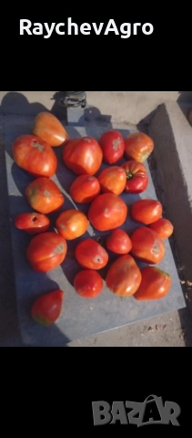 Семена, селски домати и др!, снимка 2 - Сортови семена и луковици - 53701787