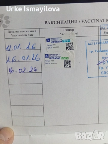 Мини йоркширски териер , снимка 8 - Йоркширски териер - 53534471