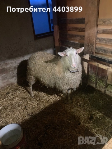 8 Броя млади овце, снимка 8 - Овце - 53576523