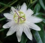  Пасифлора - Passiflora, снимка 7