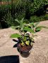 Салвия  - градински чай , снимка 1 - Градински цветя и растения - 45683359