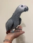 Ръчно хранен папагал Жако, снимка 2