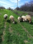 Три броя овце. , снимка 1