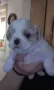 Ши тцу, снимка 3
