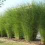 Мискантус Грацилимус, Miscanthus Gracillimus, студоустойчива десоративна трева, снимка 3