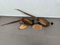 Препариран Фазан Фазани, снимка 9