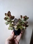 Каланхое, kalanchoe tomentosa, kalanchoe rombophilosa, снимка 3