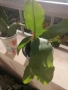 Розов    и бял епифилум, снимка 5