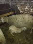 Продавам дебела овца за клане, снимка 1 - Овце - 45512191