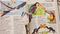 Детски енциклопедии, снимка 6