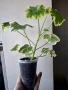 Пеларгониум, Pelargonium Mrs Pollock, снимка 3