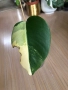 Monstera Aurea Tricolor (Marmorata), снимка 5