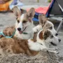 Куче Корги Cardigan Welsh Corgi, снимка 1