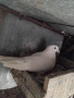 продавам гълъби , снимка 4
