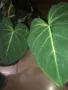 Philodendron Gloriosum , снимка 1