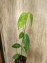 Хоя Coriacea splash, снимка 3