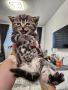 Британска късокосместа котка, снимка 7