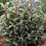 Саркокока ('Пурпурно стъбло') Sarcococca'Purple Stem' Вечнозелен и Силно Ароматен, снимка 4