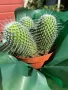 Кактус Mammillaria Un Pico 3 броя за 40 лв, снимка 5