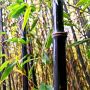 100 бр. бамбукови семена - Phyllostachys nigra - Издръжлив рядък вид вечнозелен черен бамбук, снимка 12