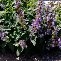 Салвия  - градински чай , снимка 3 - Градински цветя и растения - 45683359