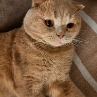 Британски котки, снимка 16 - Британска късокосместа - 45967368