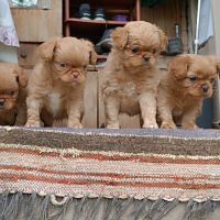 Малки кученца пекинези, снимка 7 - Пекинез - 45595614