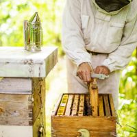 Домашен пчелен мед в тенекии , снимка 5 - Пчелни продукти - 37057636