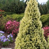 Пицея Дейзи, Picea glauca 'Daisy's White', снимка 3 - Градински цветя и растения - 45407305