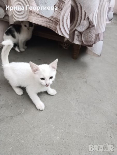 бяло коте момче , снимка 1