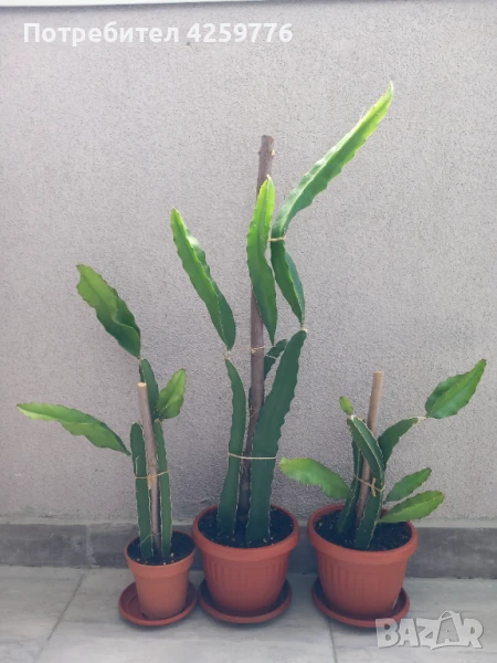 Драконов плод (питая, питахая) , снимка 1