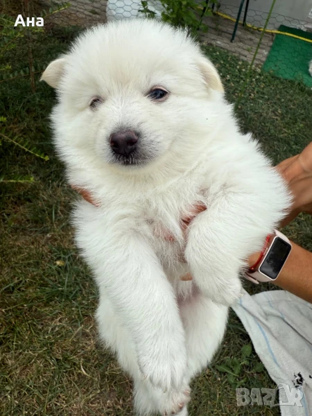 Мини шпиц, снимка 1