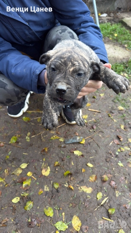 Преса канарио, снимка 1