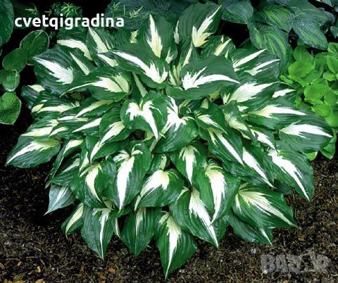 Hosta Night Before Christmas(Хоста Нощ преди Коледа), снимка 1