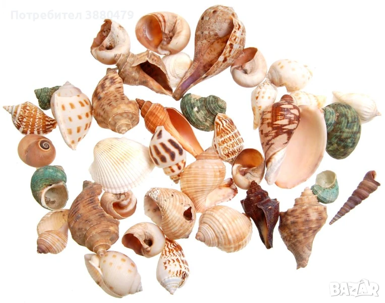 голямо разнообразие от морски раковини, снимка 1